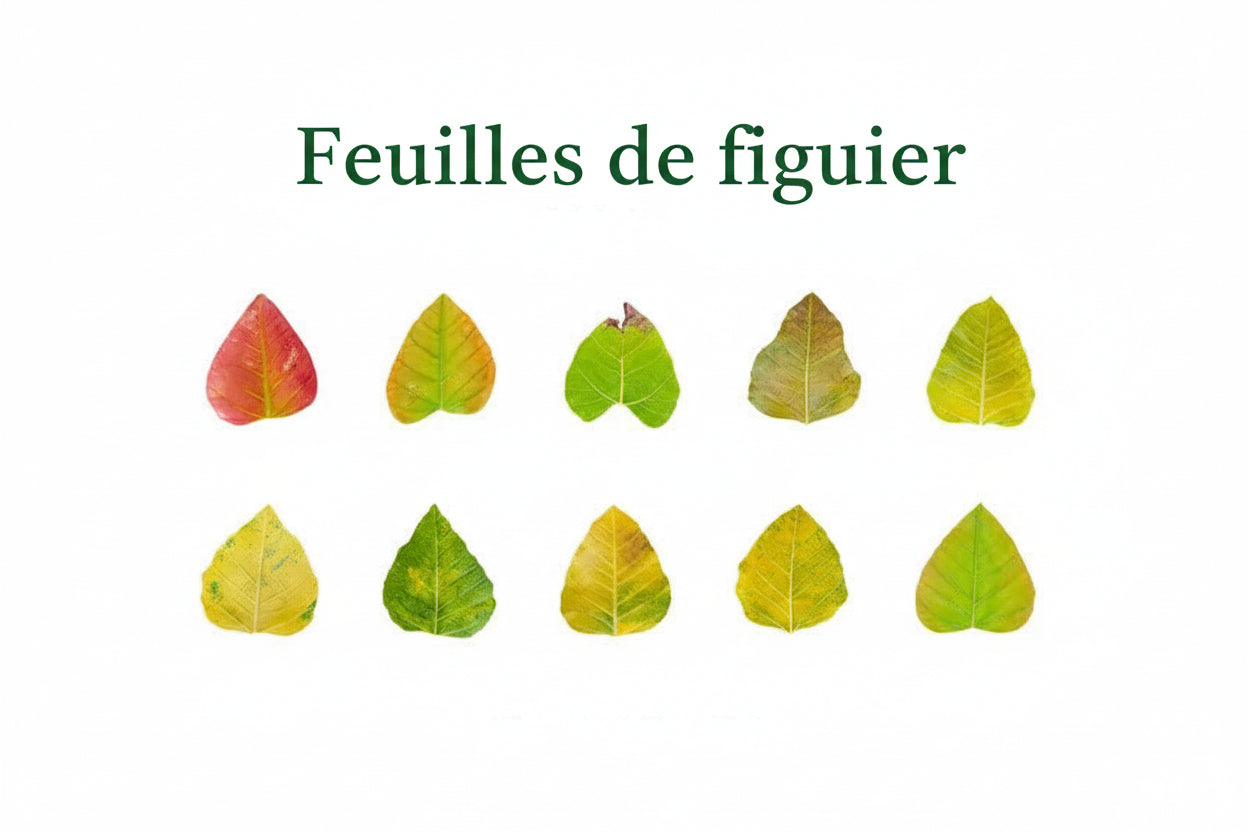 Lot d'autocollants Feuilles d'Automne en Washi Montessori Eco-Friendly