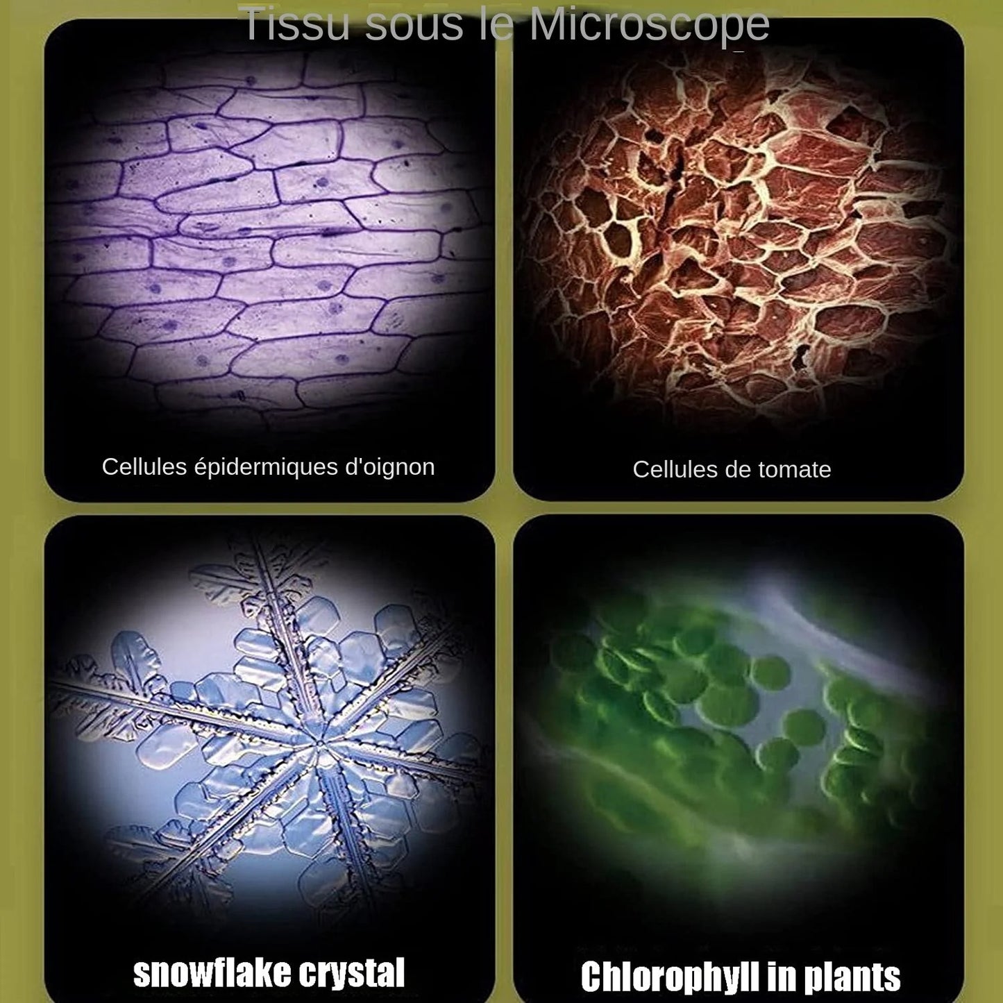 🔬 Microscope de Poche Portable pour Enfants – Grossissement jusqu'à 120x